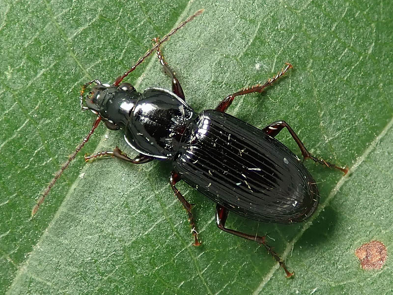 Carabidae: Pterostichus vernalis ?... Pterostichus cfr. oenotrius